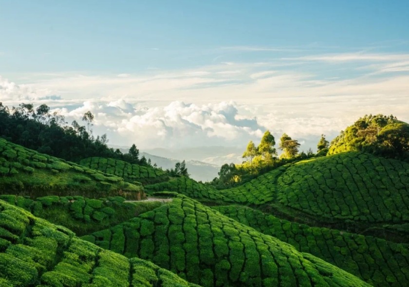 Munnar – Where Love Breathes in the Hills